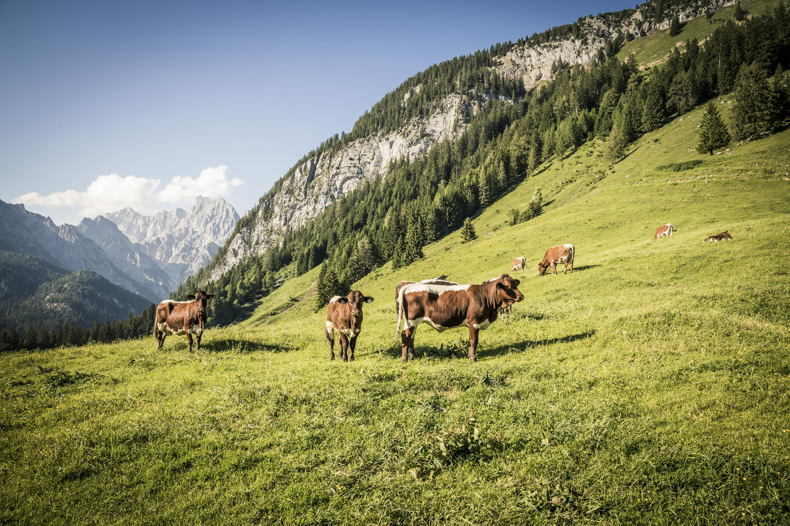 Kammerlingalm